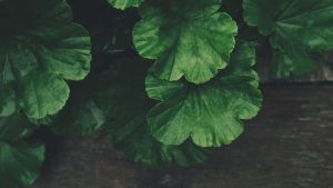 Philodendron Brasil - Image 2