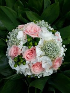 Peperomia Obtusifolia - Image 4