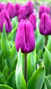 purple prince tulip