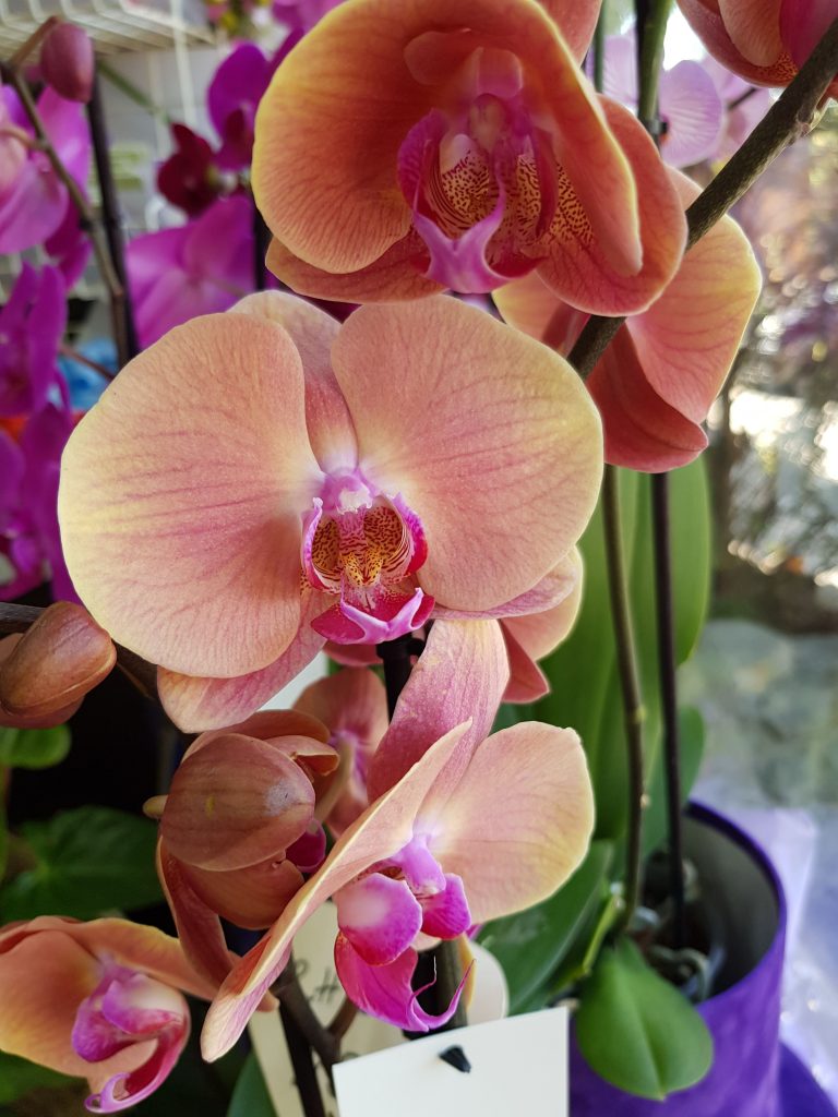 Orhideje cvećara elite beograd