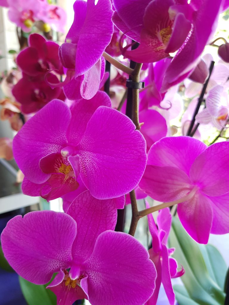 ljubičaste orhideje cvećara elite