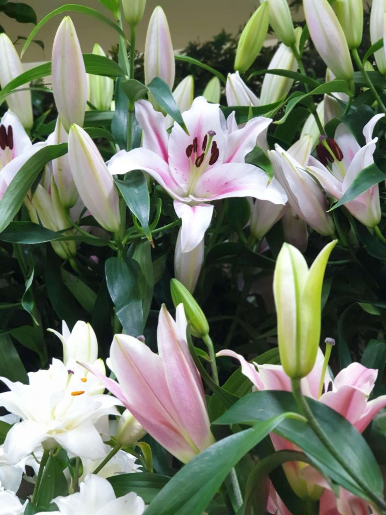 Ljiljani beograd cvecara elite zemun