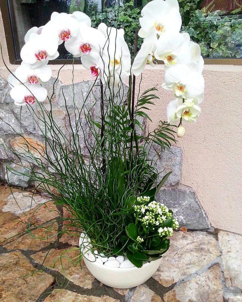 orhideje u saksiji beograd