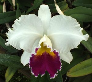Cattleya
