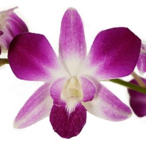 Dendrobium orhideja