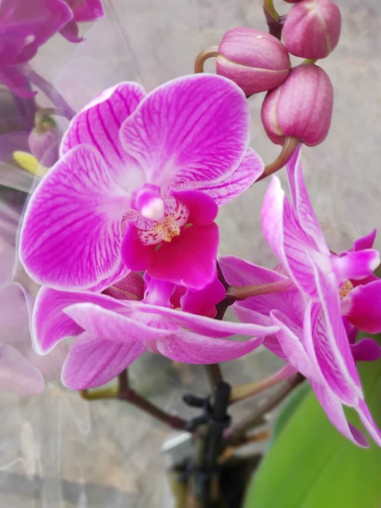 orhideje cvecara elite