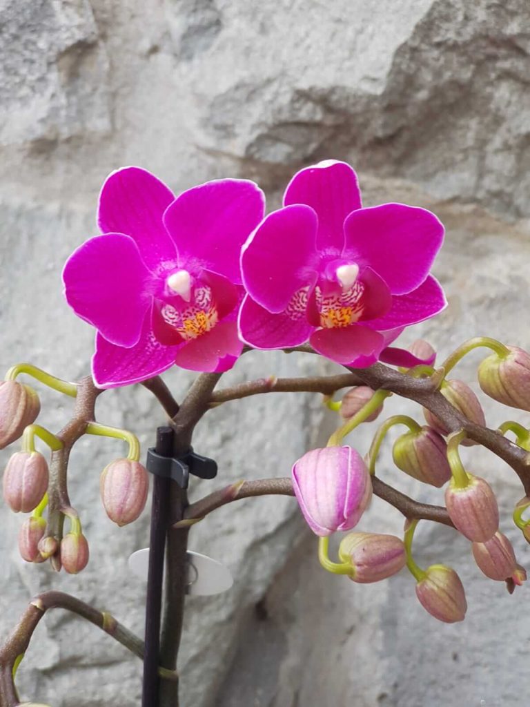 orhideje ciklama beograd