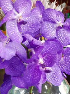 vanda orhideja