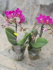 dve orhideje