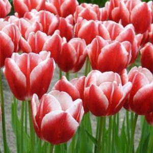 leen van der mark lala