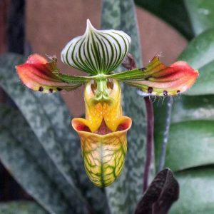 Paphiopedilum