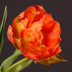 viking tulip