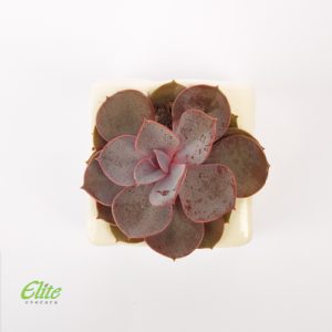 Mini krasula - Image 2