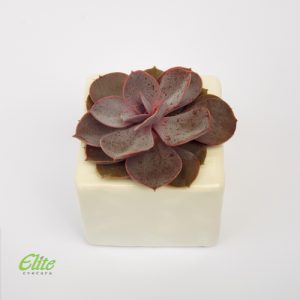 Mini krasula - Image 3