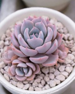 roze cuvarkuca