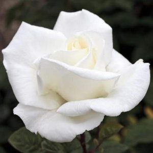 ruze cajevke metropoliten ruza