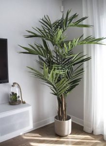 sobno cveće koje prečišćava vazuh - bambus palma