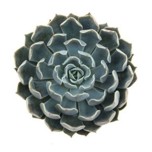 echeveria allegra