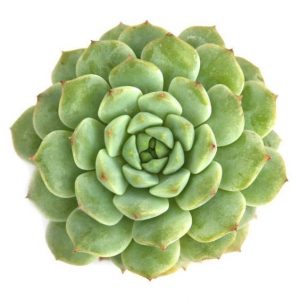 echeveria chris