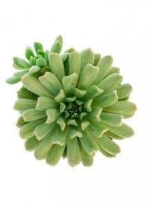 čuvarkuća irish mint