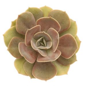 echeveria lolita