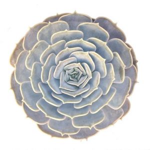 echeveria pollux