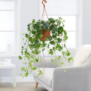 engleski bršljan sobno cvece koje preciscava vazduh