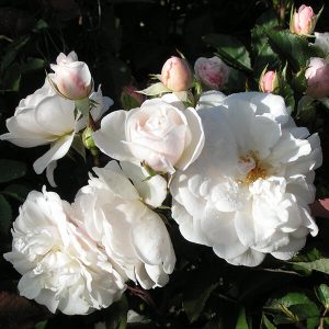 ruze polijante mnogocvetne