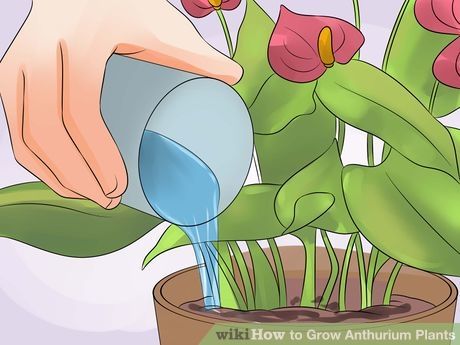 zalivanje anturijuma