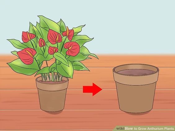 presadjivanje anturijuma