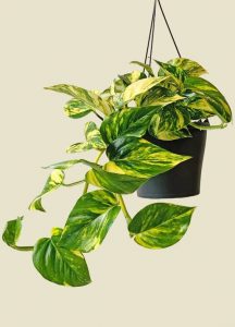 sobno cveće koje prečišćava vazuh zlatna puzavica