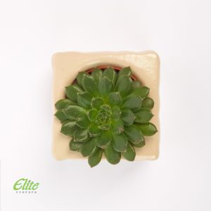 Mini Krasula test aranzman - Image 3