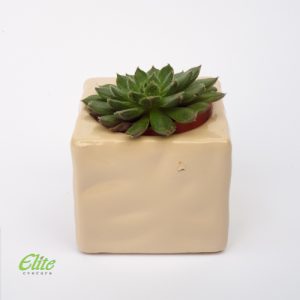 Mini Krasula test aranzman