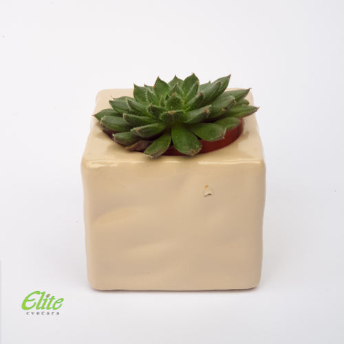 Mini Krasula test aranzman