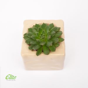 Mini Krasula test aranzman - Image 2