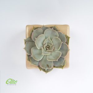 Mini Krasula 2 - Image 2