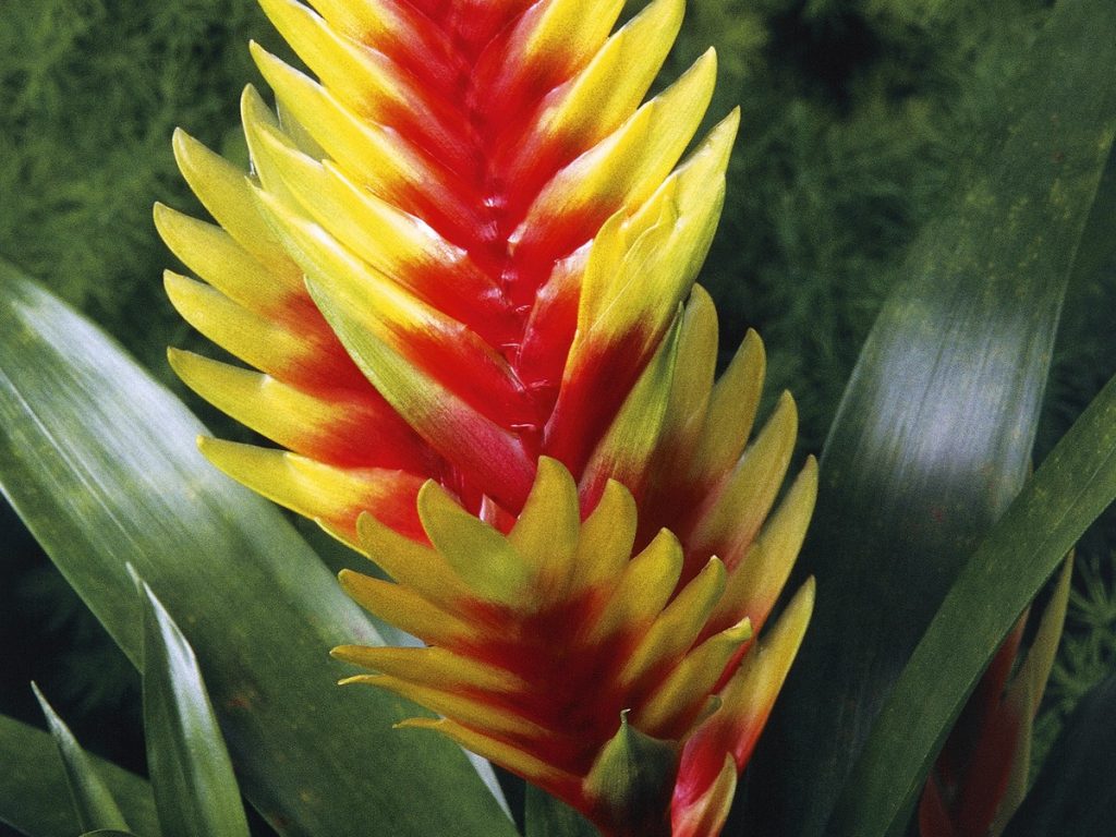bromelia
