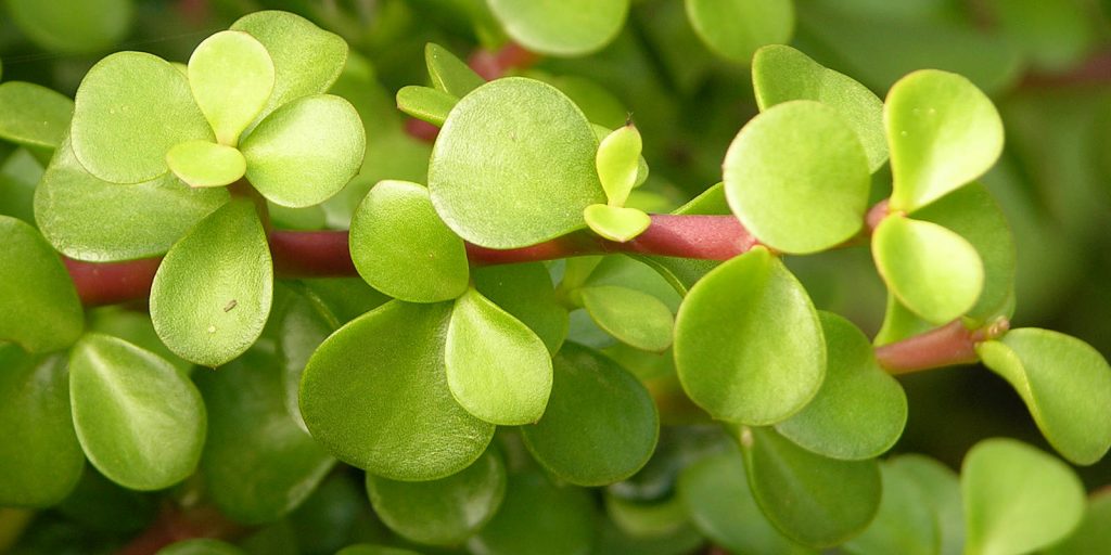 krasula ovata jade plant