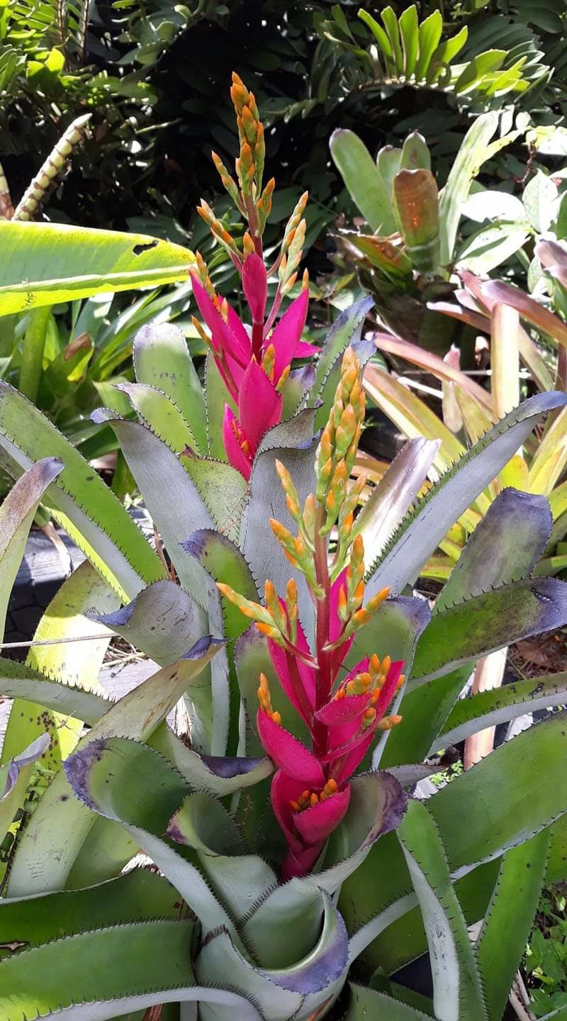 Aechmea