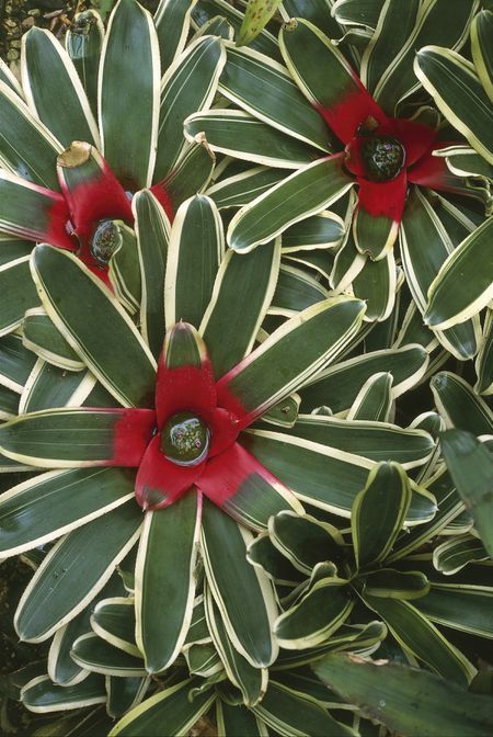 Neoregelia