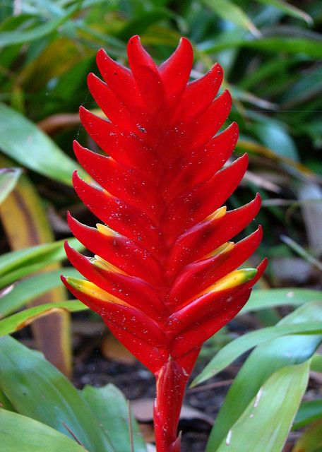 vriesea