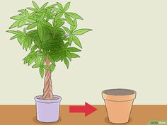 presadjivanje pahire