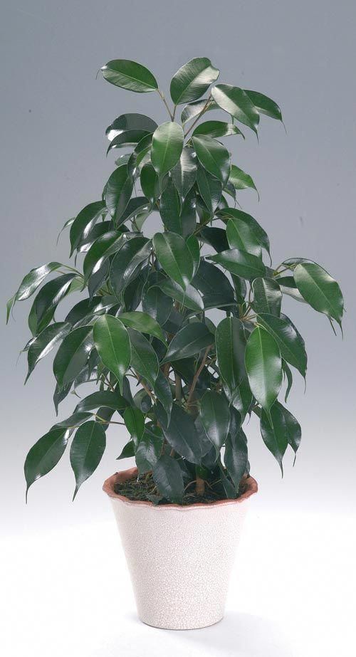 fikus bendžamin danielele