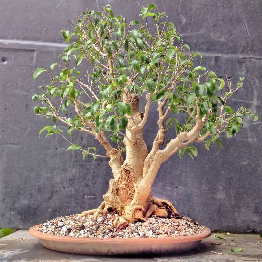 fikus bendžamin bonsai