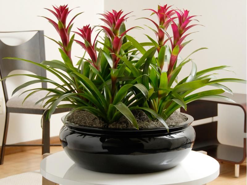 bromelija