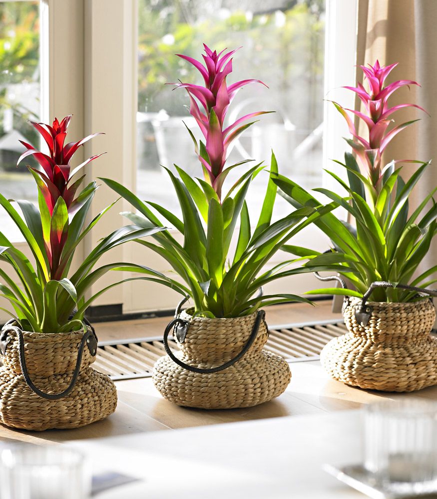 bromelije