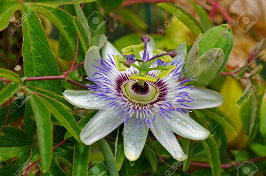 hristov venac pasiflora
