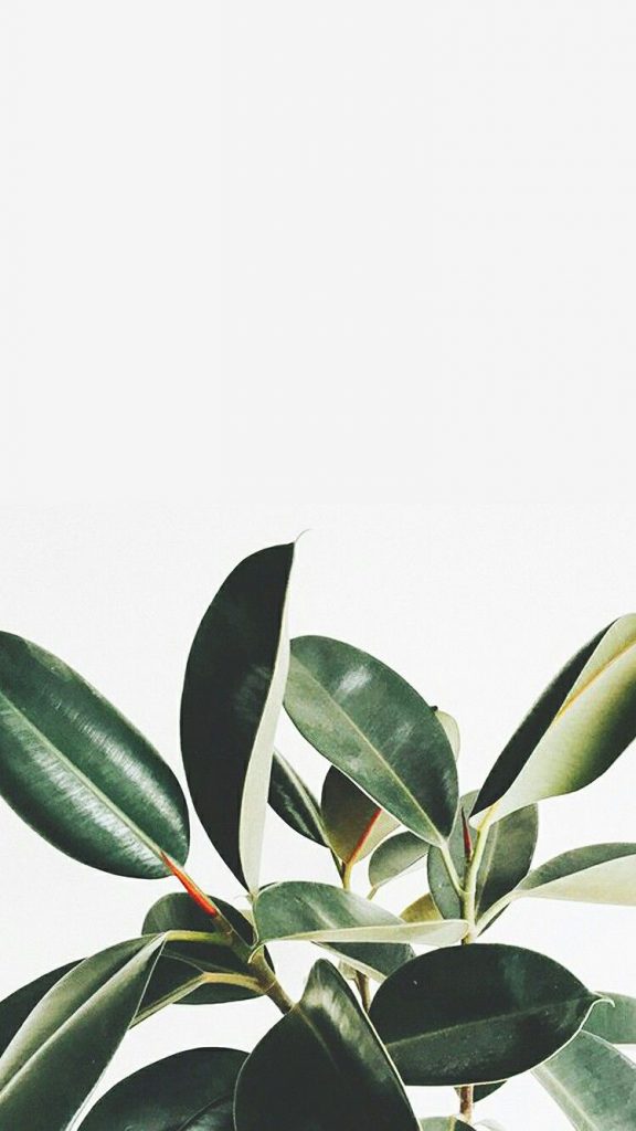 ficus elastica