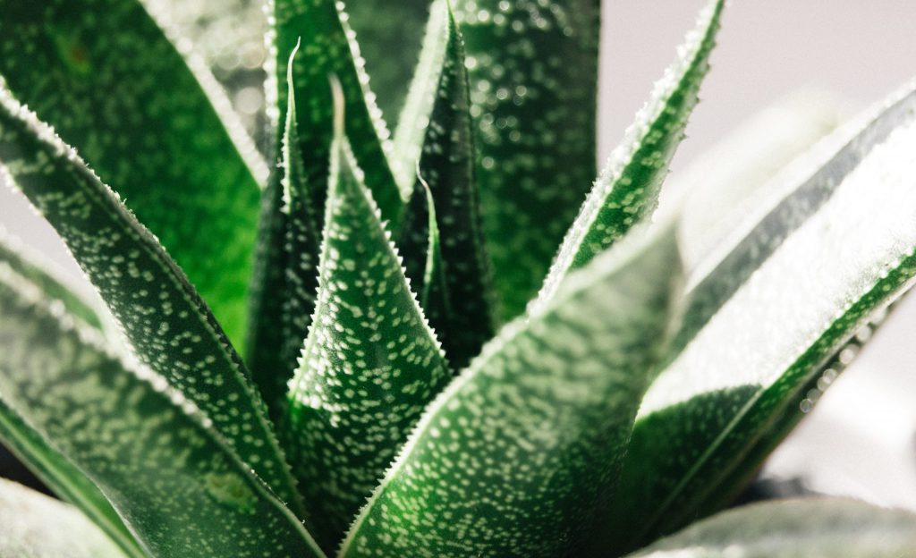 aloe vera