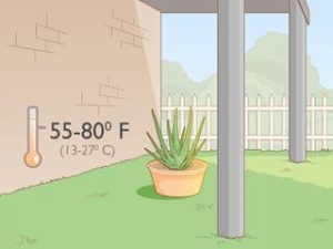 idealna temperatura za aloa veru